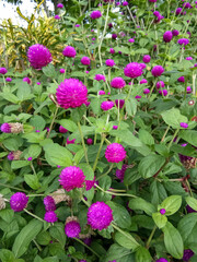 Fototapeta premium Pink or purple flowers in a lush garden (Gomphrena globosa).