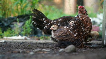 Two chicks' heads between the mother's wings
