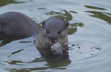 Fototapeta premium Otter eating fish
