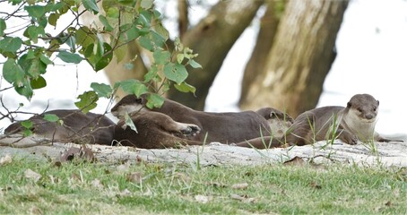Otters resting on a beach
