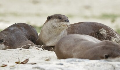 Otter waking up 