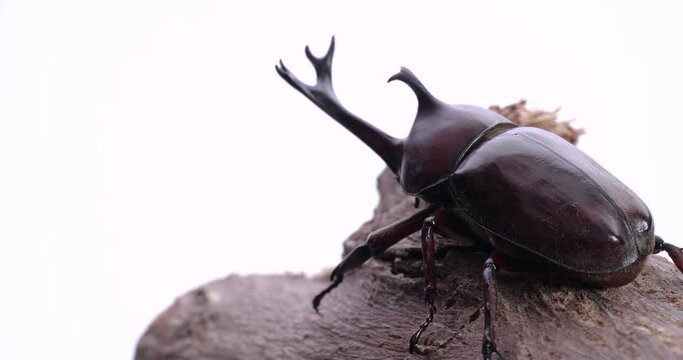 カブトムシを白背景でターンさせた動画