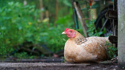 A hen is light brown. Focus selected, blur leaf background