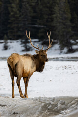 Elk Turn