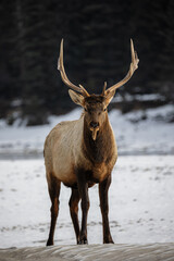 Elk Straight On