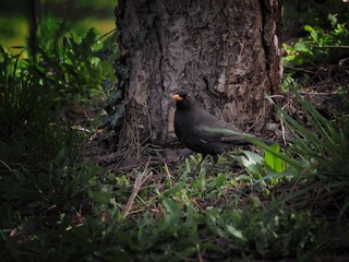 Blackbird