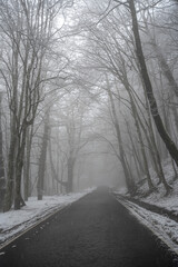 Foggy winter forest