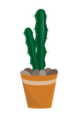beautiful large, long cactus in a pot, flower on a white background