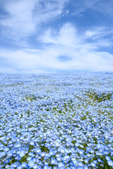 青空とネモフィラの縦写真
