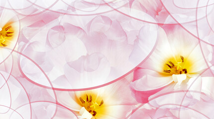 Tulips flower  pink. Floral background.  Close-up. Nature.