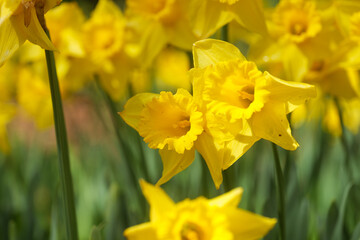 Yellow daffodils blooming by the pond.