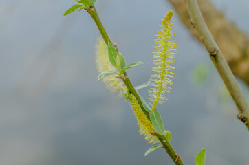  Poplar tree flowers over the water of the Danube river.
