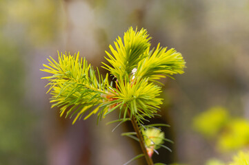 Pine close up