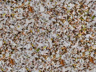 White melting snow lying on green fallen leaves, seamless pattern texture for use in print design