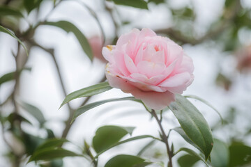 A pink camellia blooming in the forest.