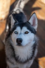 Husky with heterochromia