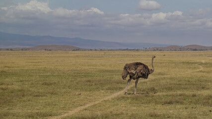 Naklejka na ściany i meble On the savanna, covered with yellowed grass, an ostrich with brown plumage walks. A path winds nearby. There are mountains on the horizon. Clouds in the blue sky. Kenya. Amboseli park