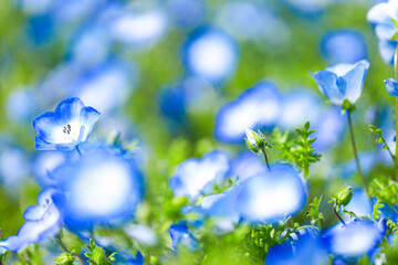 ネモフィラ　花　満開