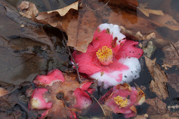 Camellia sinensis flowers floating on the water