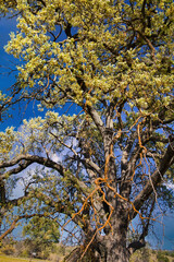 Fototapeta premium Exploring Highway 58 in central California in the spring