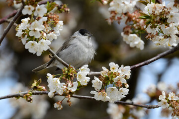 Mönchsgrasmücke (Sylvia atricapilla) sitzt in einerm blühenden Kirschbaum (Prunus avium) //...