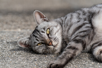 くつろぐ猫　サバトラ猫