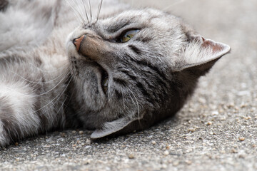くつろぐ猫　サバトラ猫