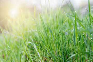 Dew drops on fresh green grass spring natural green background