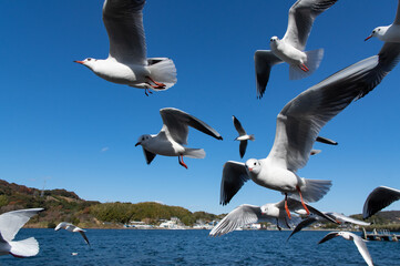 カモメの群れ