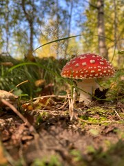 fly mushroom