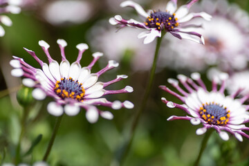 Obraz premium 変わった形の花