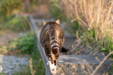 去る猫　キジトラ猫