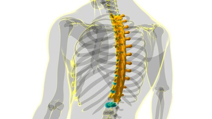 Human Skeleton Vertebral Column Thoracic Vertebrae Anatomy