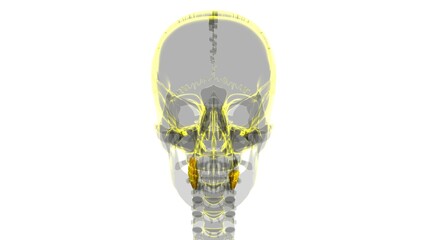 Human Teeth Molars Anatomy 3D Illustration