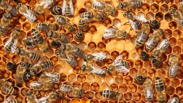 Signs of the development of a bee colony.
The frame includes pollen, eggs, larvae and cocoons of developing insects delivered to the hive.
