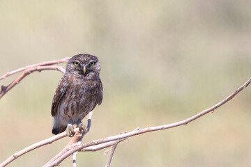 Little Owl (Athene noctua), perched out in the open during the day, near Side, Turkey.