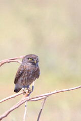 Little Owl (Athene noctua), perched out in the open during the day, near Side, Turkey.