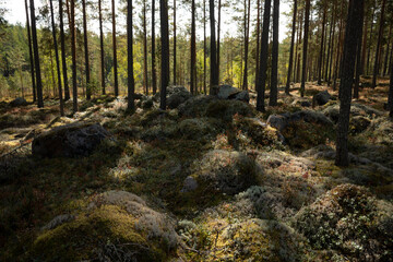 A green dark forrest in the shade with trees 