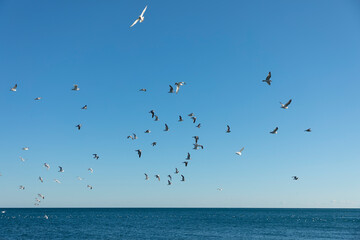 Seagulls is flying above the sea