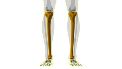 Human skeleton anatomy Tibia Bone 3D Rendering © mybox