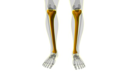 Human skeleton anatomy Tibia Bone 3D Rendering
