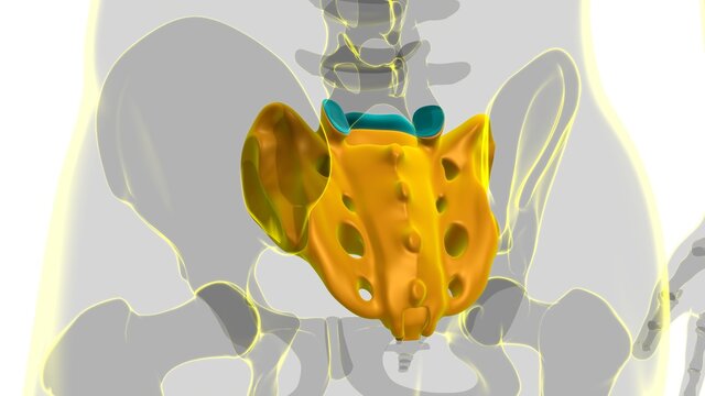 Human skeleton anatomy Sacral Bone 3D Rendering