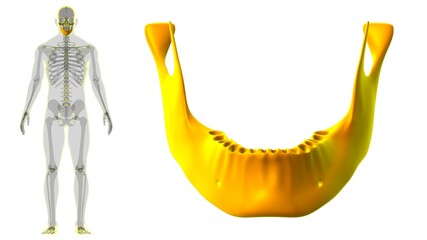 Human Skeleton Skull Mandible Bone Anatomy For Medical Concept © mybox