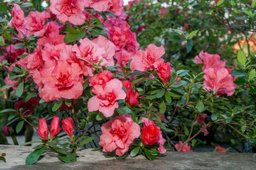 Indian Azalea (Rhododendron simsii) in greenhouse