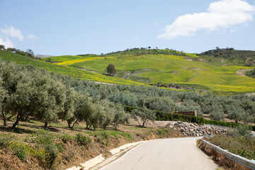 A road and the green landscape with olive trees and yellow fields