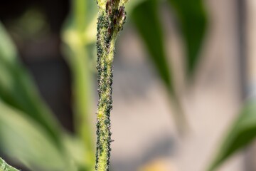 Small Worms or Insect on a Plant While Decaying or Destroying It