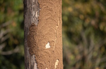 White Termite House or Colony Destroying or Decaying A Tree