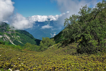 There are areas of snow on the slopes of the mountains. In the valley there is a glade with rhododendrons and birches. Clouds in the blue sky. Summer sunny day in the alpine meadows of the Caucasus.