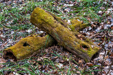 an old oak stump. a dead tree. the tree is covered with moss. cutting down rotten trees caring for the forest