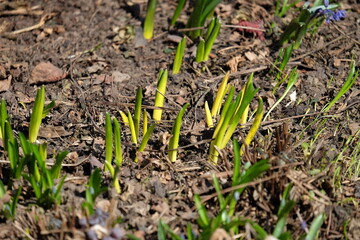 The first flowers and what happened to last year's plants